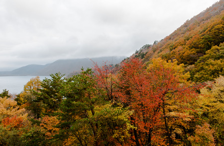 Beautiful orange and red autumn forest. Autumn forest, many trees in the orange hills, orange oak, yellow birch, green spruce,の写真素材