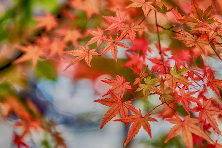 beautiful maple leaves in the fallの写真素材