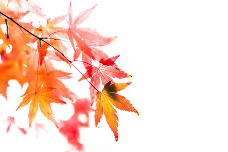 beautiful maple leaves in the fallの写真素材
