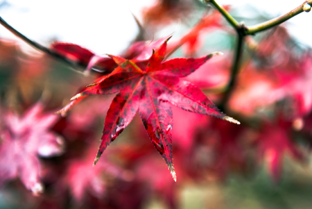 beautiful maple leaves in the fall