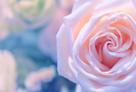 Beautiful roses background Bouquet roses in various colorsの写真素材