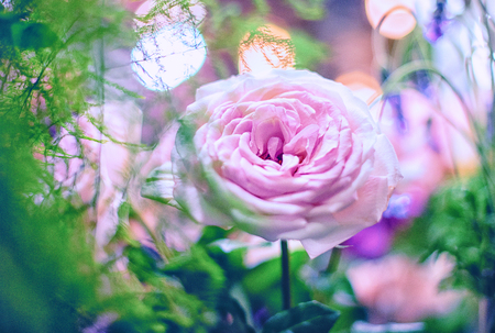 Beautiful roses background Bouquet roses in various colorsの写真素材