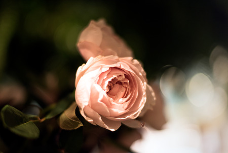 Beautiful roses background Bouquet roses in various colorsの写真素材
