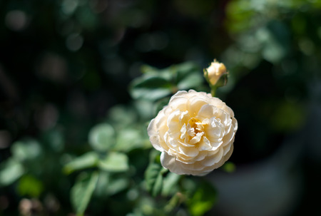 Beautiful roses background Bouquet roses in various colorsの写真素材