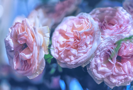 Beautiful roses background Bouquet roses in various colorsの写真素材