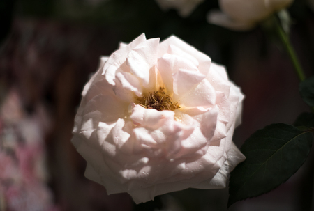 Beautiful roses background Bouquet roses in various colorsの写真素材