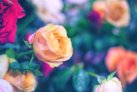 Beautiful roses background Bouquet roses in various colorsの写真素材