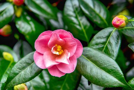 VICTORIA  BC -April 9 The sign of the butchart gardens on April 9, 2018 in Victoria. Butchart gardens is a group of floral display gardens in Victoria and it becomes National Historic Site of Canadaのeditorial素材