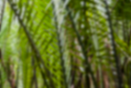 Green forest background, tree foliageの写真素材