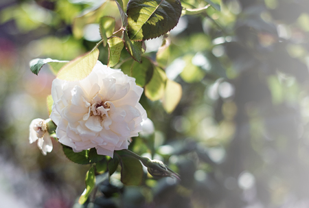 Beautiful roses background Bouquet  roses in various colorsの写真素材