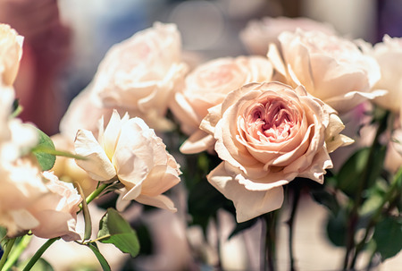Beautiful roses background Bouquet  roses in various colorsの写真素材