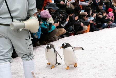 Asahikawa City,Hokkaido Japan. MARCH 13, 2019 The parade of penguins while walking through the snow at Asahiyama Zoo, Japan.のeditorial素材