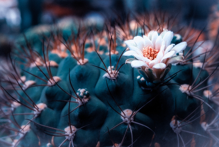 Cactus in pot.の写真素材