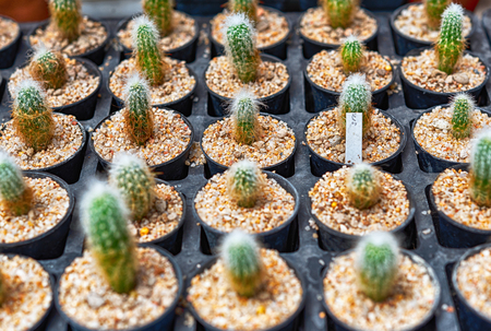 Set of Cactus in potの写真素材