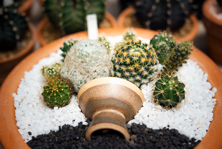 cactus in a cooled indoor garden.の写真素材