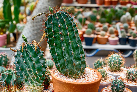 cactus in a cooled indoor garden.