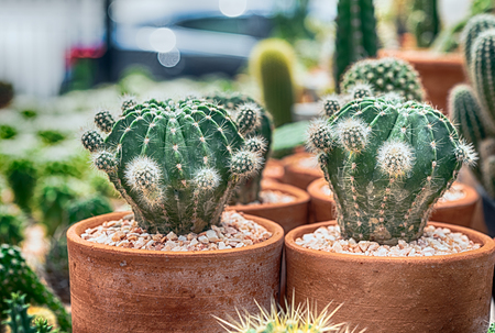 cactus in a cooled indoor garden.の写真素材
