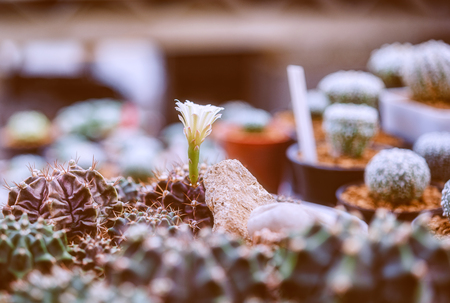 cactus in a cooled indoor garden.の写真素材
