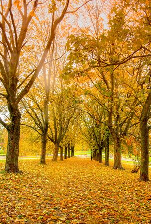 Collection of Beautiful Colorful Autumn Leaves / green, yellow, orange,redの写真素材