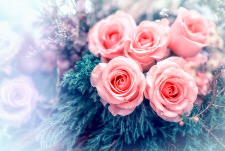 Soft color Roses Background Retro filter.の写真素材