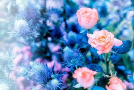 Soft color Roses Background Retro filter.の写真素材