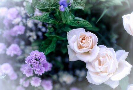 Soft color Roses Background Retro filter.の写真素材