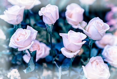Soft color Roses Background Retro filter.の写真素材