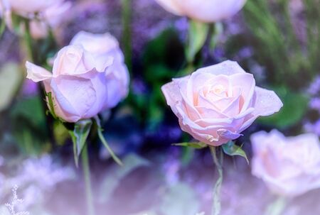 Soft color Roses Background Retro filter.の写真素材