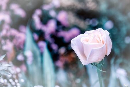 Soft color Roses Background Retro filter.の写真素材