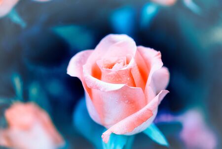 Soft color Roses Background Retro filter.の写真素材