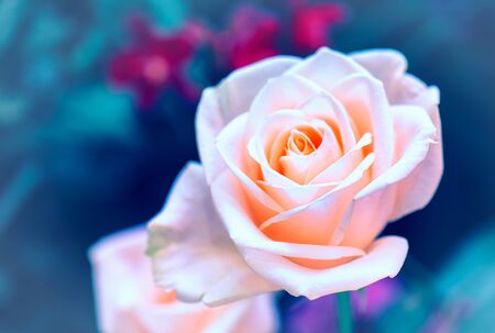 Soft color Roses Background Retro filter.の写真素材