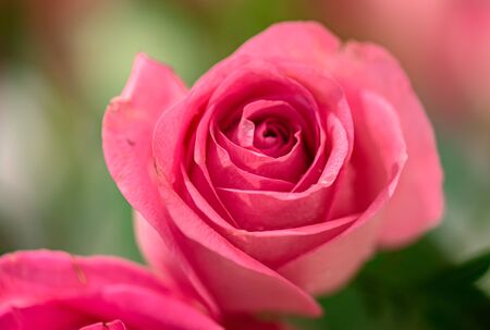 Soft color Roses Backgroundの写真素材