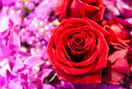 Bouquet of fresh roses, flower bright background.の写真素材