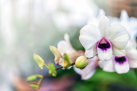 Beautiful orchid flower with natural background.の写真素材
