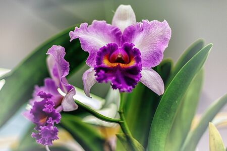 Beautiful orchid flower with natural background.の写真素材