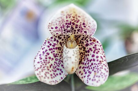 Beautiful orchid flower with natural background.の写真素材
