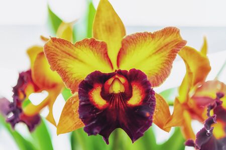 Beautiful orchid flower with natural background.の写真素材