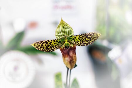Beautiful orchid flower with natural background.の写真素材