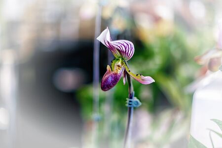 Beautiful orchid flower with natural background.の写真素材