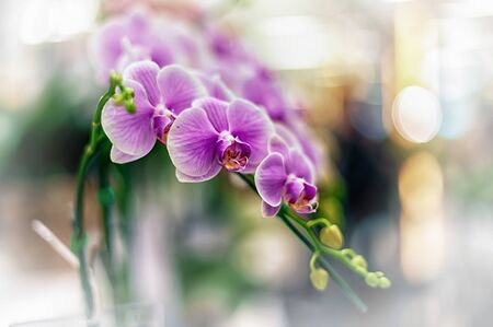 Beautiful orchid flower with natural background.の写真素材