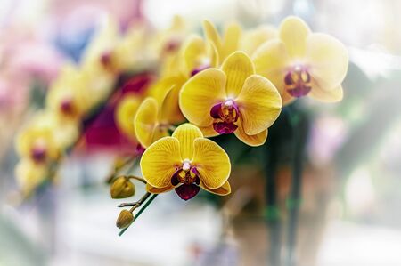 Beautiful orchid flower with natural background.の写真素材