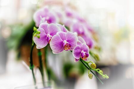 Beautiful orchid flower with natural background.の写真素材