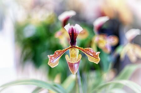 Beautiful orchid flower with natural background.の写真素材