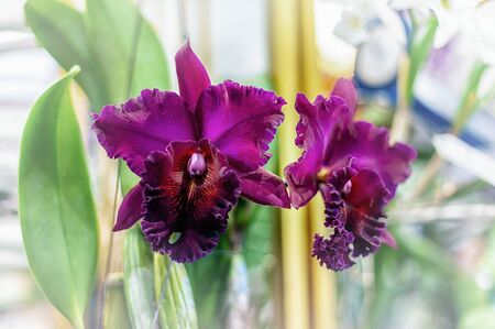 Beautiful orchid flower with natural background.の写真素材