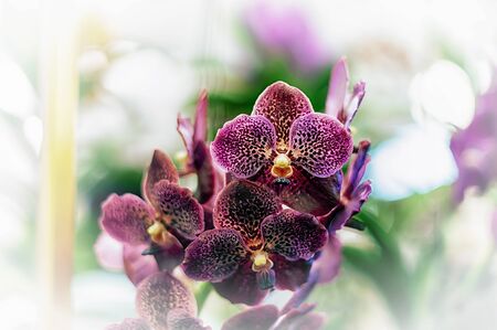 Beautiful orchid flower with natural background.の写真素材