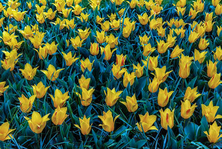 Keukenhof, Lisse, The Netherlands 16.04.2015: Blooming colorful flowerbeds cover the whole garden park. With an open windmill and different plant oriented attractions it's a popular tourist sitecontributor support.のeditorial素材