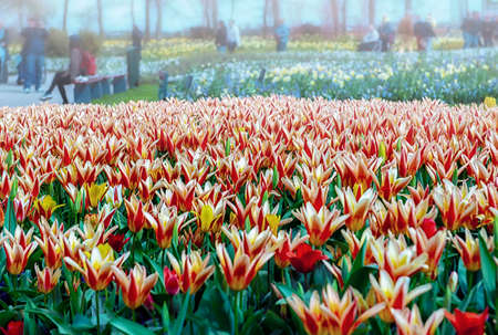 Keukenhof, Lisse, The Netherlands 16.04.2015: Blooming colorful flowerbeds cover the whole garden park. With an open windmill and different plant oriented attractions it's a popular tourist sitecontributor support.のeditorial素材