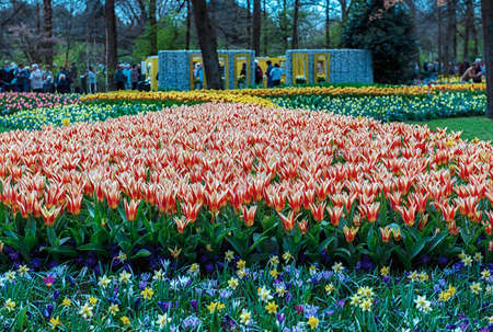 Keukenhof, Lisse, The Netherlands 16.04.2015: Blooming colorful flowerbeds cover the whole garden park. With an open windmill and different plant oriented attractions it's a popular tourist sitecontributor support.のeditorial素材