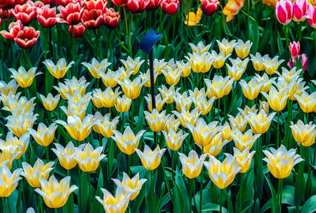 Keukenhof, Lisse, The Netherlands 16.04.2015: Blooming colorful flowerbeds cover the whole garden park. With an open windmill and different plant oriented attractions it's a popular tourist sitecontributor support.のeditorial素材