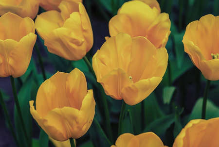 Keukenhof, Lisse, The Netherlands 16.04.2015: Blooming colorful flowerbeds cover the whole garden park. With an open windmill and different plant oriented attractions it's a popular tourist sitecontributor support.のeditorial素材